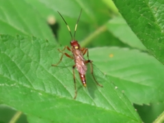 Ectopimorpha wilsoni