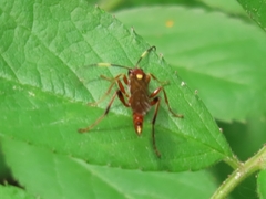Ectopimorpha wilsoni