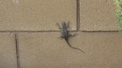 Sceloporus occidentalis