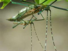 Tithonophasma tithonus