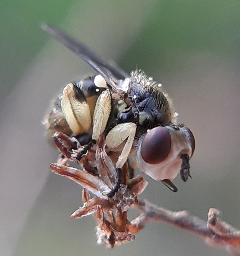 Dalmannia nigriceps