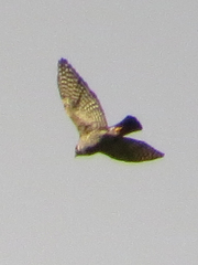 Microspizias collaris