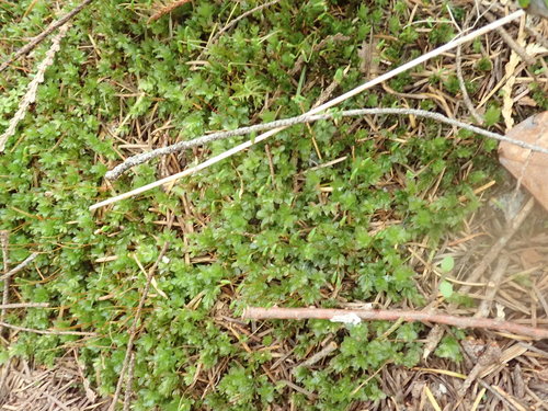 Image of Mnium spinulosum by no rights reserved