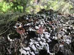 Hypogymnia occidentalis
