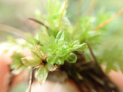 Image of Mnium spinulosum by no rights reserved