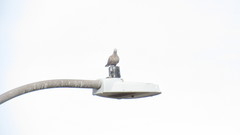 Streptopelia decaocto