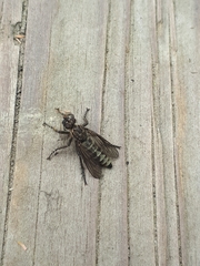 Lasiopogon