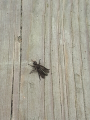 Lasiopogon