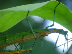 Tithonophasma tithonus