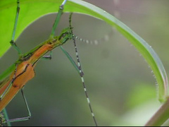 Tithonophasma tithonus