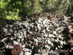 Hypogymnia occidentalis