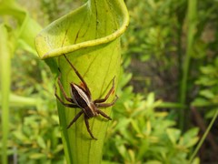Pisaurina brevipes