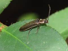 Denticollis denticornis