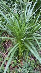 Liatris aspera aspera