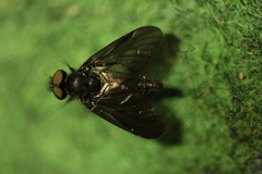 Symphoromyia