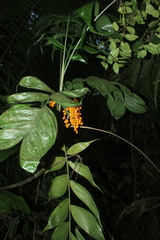 Chamaedorea pinnatifrons