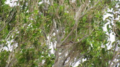 Passer domesticus