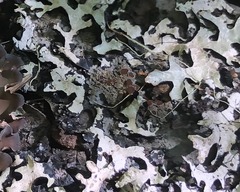 Fuscopannaria leucostictoides