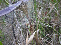 Pisaurina