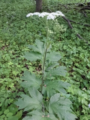 Heracleum maximum
