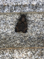 Acherontia