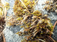 Hedwigia stellata