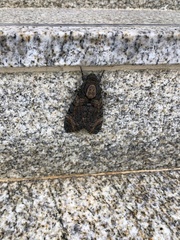 Acherontia