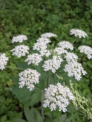 Heracleum maximum