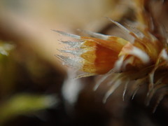 Hedwigia stellata