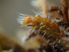 Hedwigia stellata