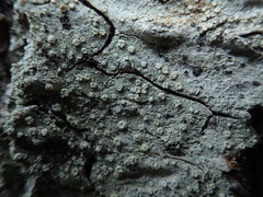 Pertusaria subambigens