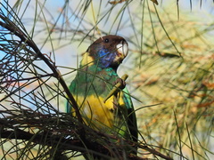 Barnardius zonarius zonarius