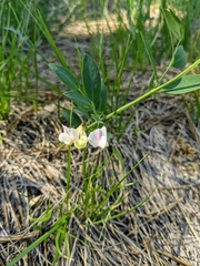 Lathyrus lanszwertii