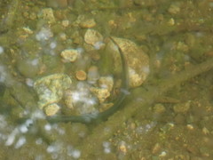 Lampetra richardsoni