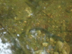 Lampetra richardsoni