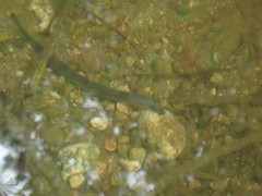 Lampetra richardsoni