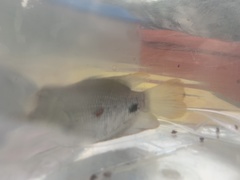 Osphronemus laticlavius