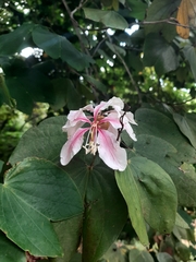Bauhinia picta