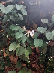 Bauhinia picta
