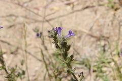 Stemodia durantifolia