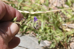 Stemodia durantifolia