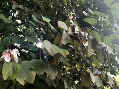 Bauhinia picta