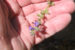 Stemodia durantifolia