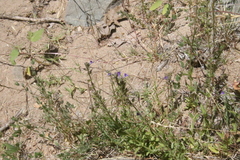 Stemodia durantifolia