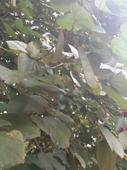 Bauhinia picta