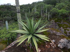 Agave triangularis