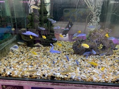 Melanochromis auratus