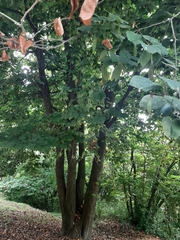 Bauhinia picta