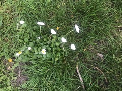 Bellis perennis
