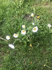 Bellis perennis